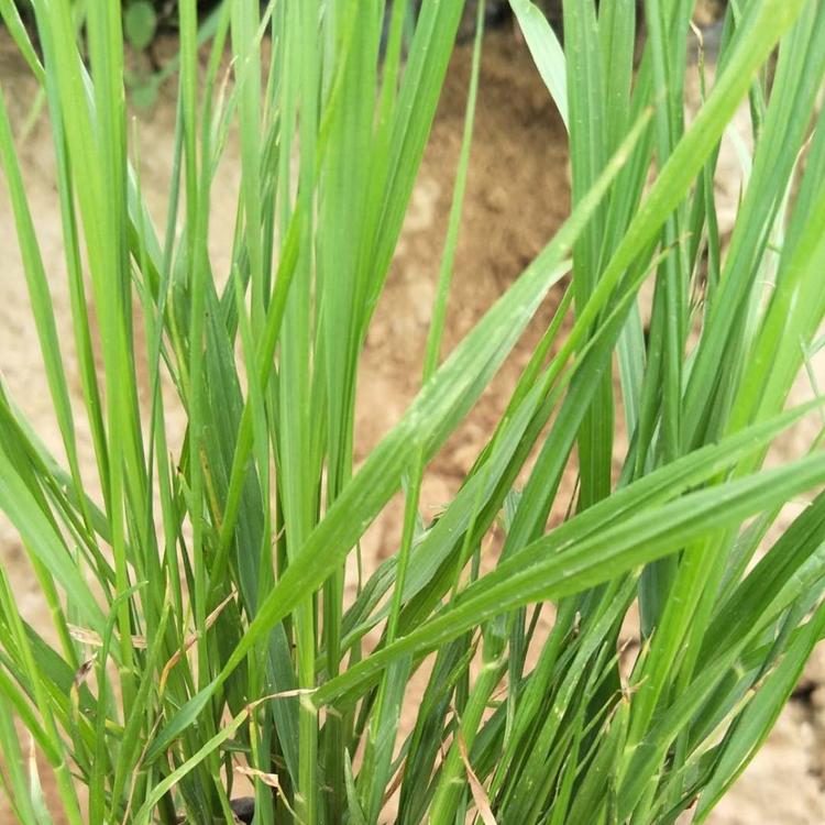苗圃直供观赏草紫穗狼尾草