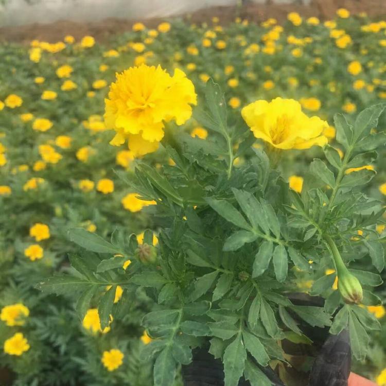 基地直供观赏花海租摆孔雀草批发