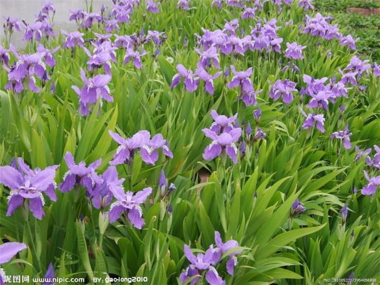 绿化用自家鸢尾 自家鸢尾种植方法 鸢尾-海润