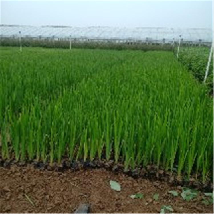 山东黄菖蒲价格 黄菖蒲 ###黄菖蒲价格