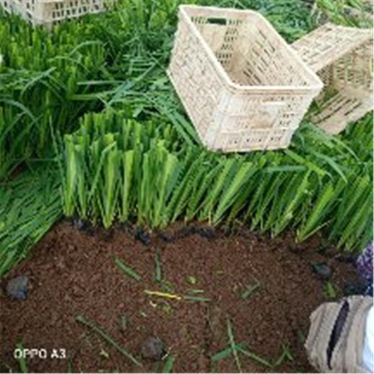 工程用水生鸢尾批发 水生鸢尾 ###水生鸢尾批发