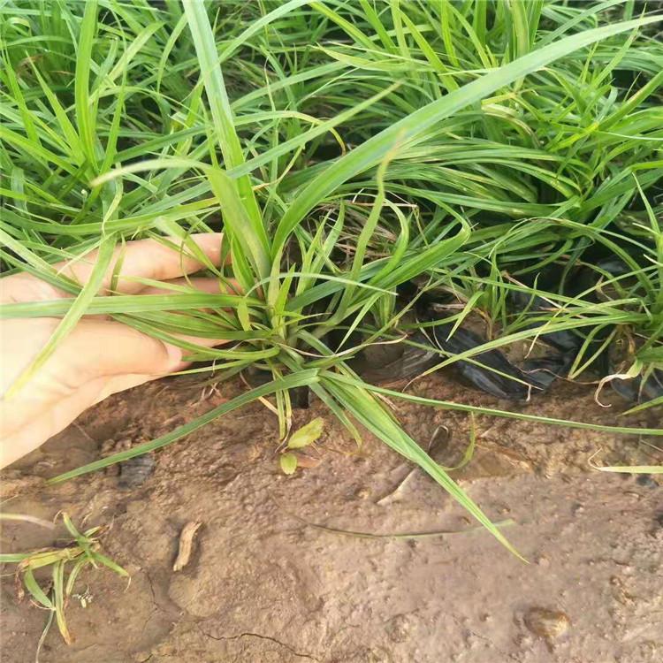 麦冬草供应商 盆栽麦冬草 麦冬草种植厂家 麦冬草有卖