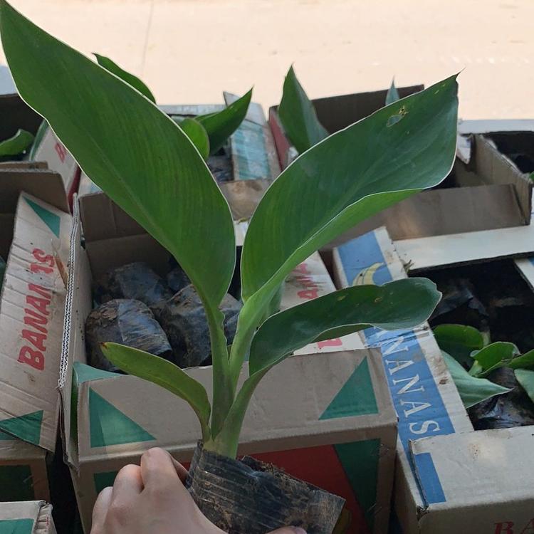 美人蕉基地批发 美人蕉批发价格 美人蕉花海工程用苗