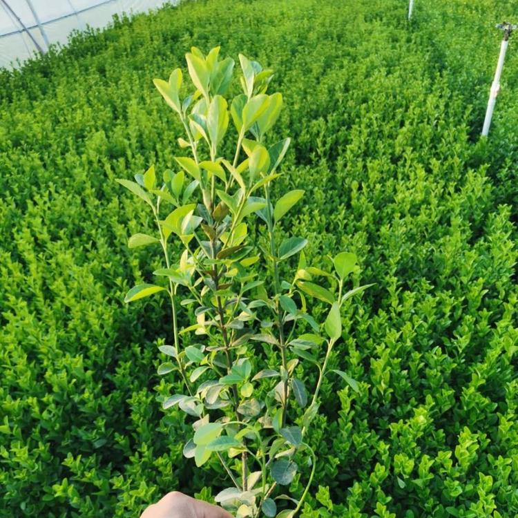 绿化苗木批发出售 绿化苗木价格表 绿化苗木种植基地
