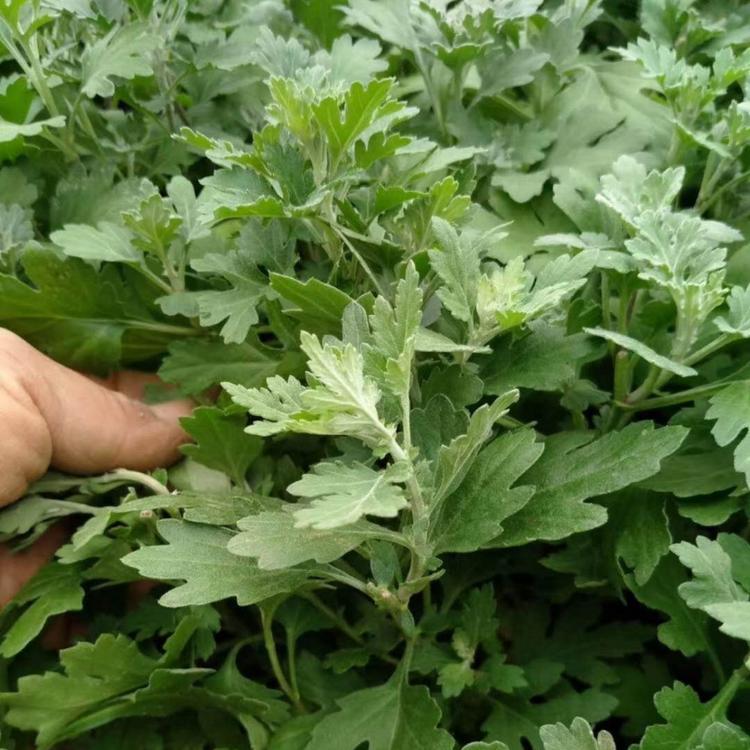 2020年天人菊价格 万寿菊  国庆菊  青州菊花