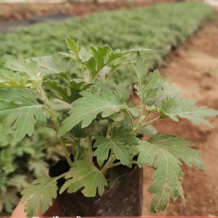 国庆菊  青州菊花