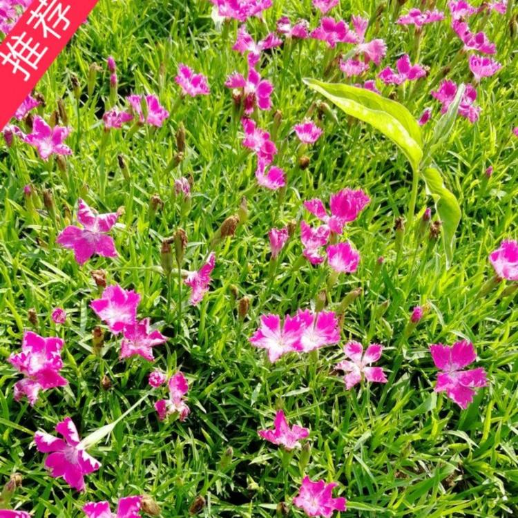2020年欧石竹价格  小涵花卉