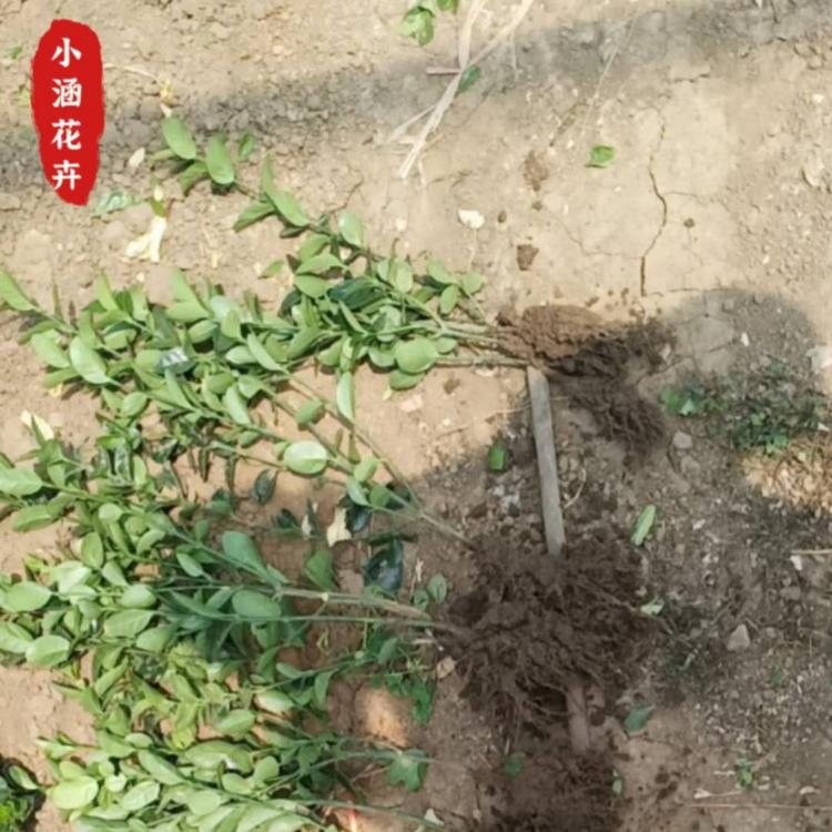 大叶黄杨优质供应商  优质大叶黄杨  冬青  小涵