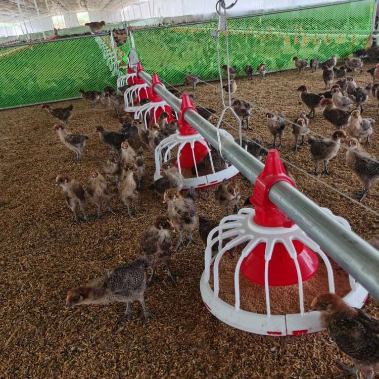 肉鸡自动料线喂料设备 全套养鸡养殖料线  养殖场 专供自动喂料 料管 服务好 质量好