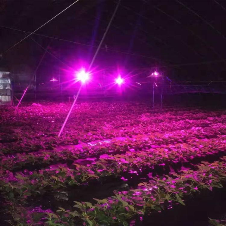 山东潍坊植物生长补光灯欢迎选购  山东潍坊植物生长补光灯