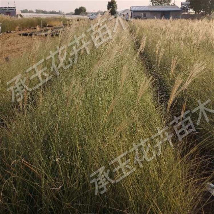 细叶芒幼苗 细叶芒生态园用苗