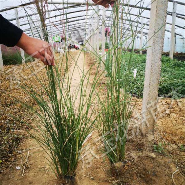 细叶芒厂家直销 细叶芒花海用苗