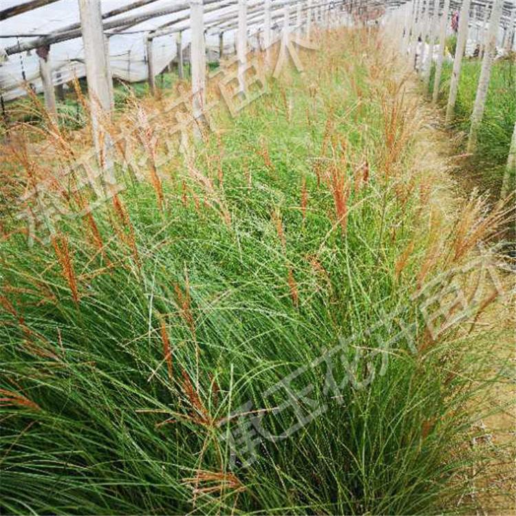 细叶芒大量批发 细叶芒景观工程苗