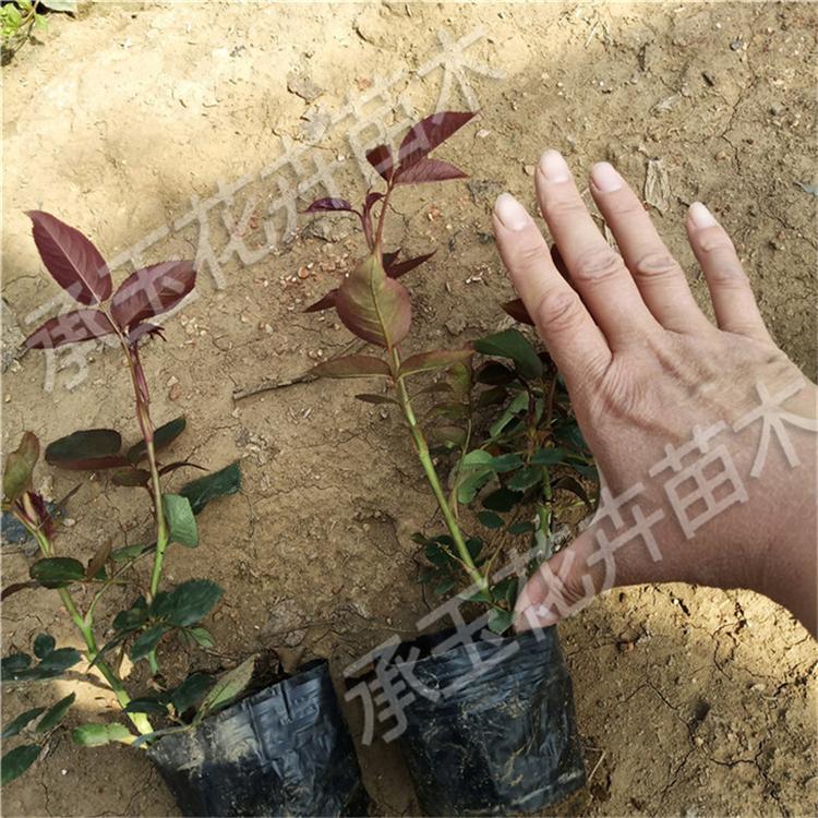 月季工程苗 大花月季观赏草