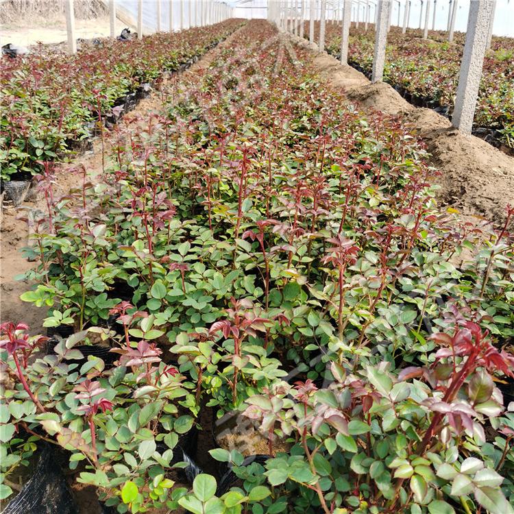 月季现货供应 大花月季室内花卉