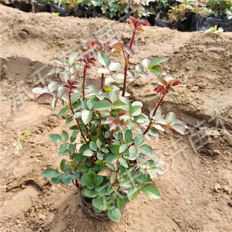 月季花卉 大花月季观赏植物