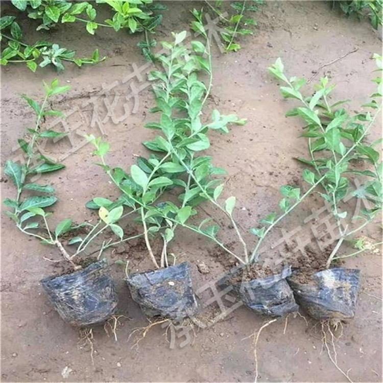 扶芳藤花卉 扶芳藤市政用苗