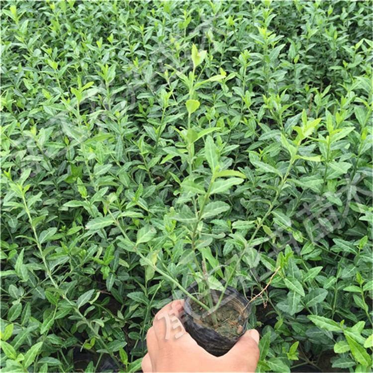 扶芳藤小苗 扶芳藤景观工程苗