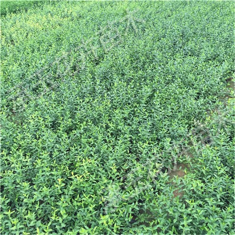 扶芳藤杯苗 扶芳藤花海草花