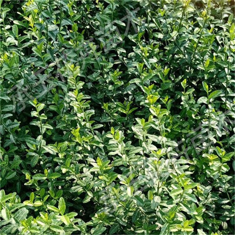 扶芳藤大量批发 扶芳藤宿根花卉
