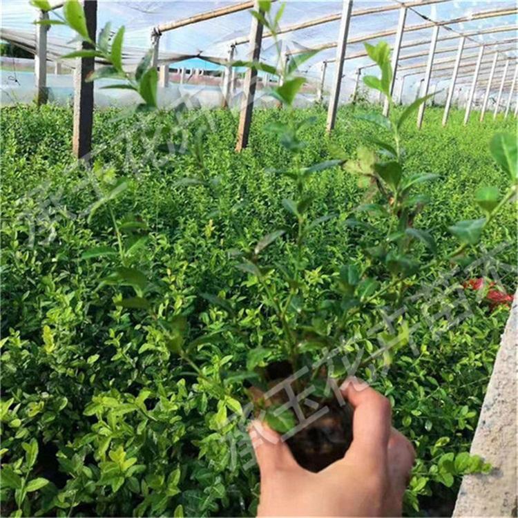 扶芳藤种植基地 扶芳藤绿化苗木