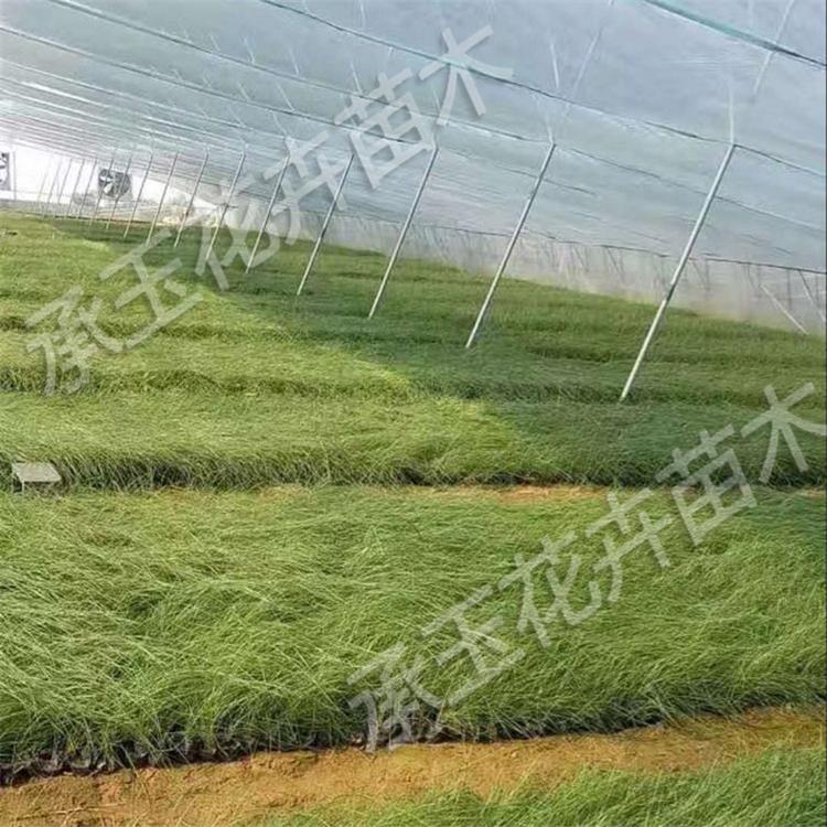 粉黛乱子草工程苗 毛芒乱子草地被植物
