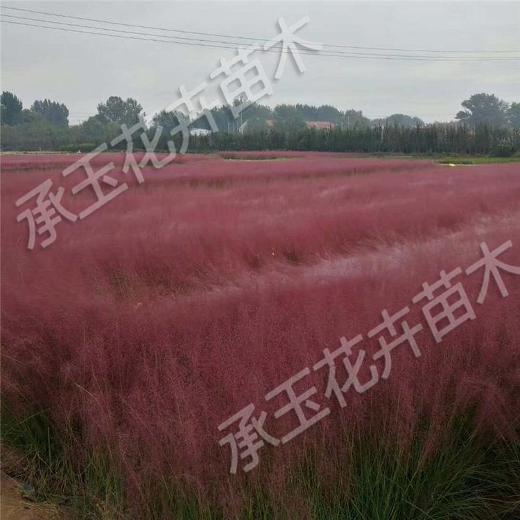 粉黛乱子草幼苗 毛芒乱子草工程美化