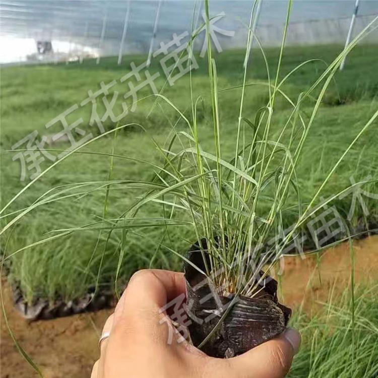 粉黛乱子草种苗 毛芒乱子草景观花卉