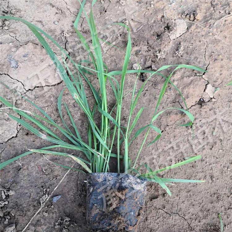 狼尾草基地直销 狼尾草时令草花