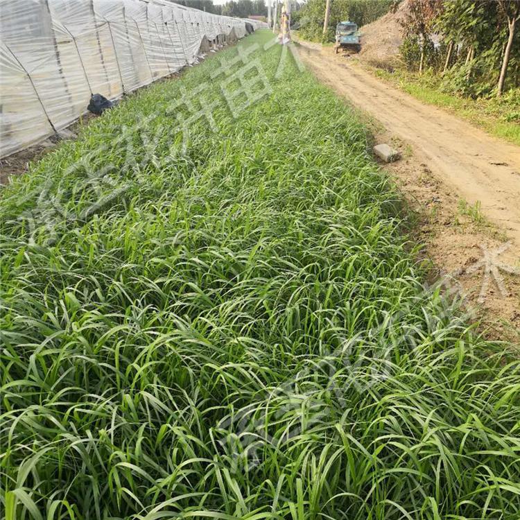 狼尾草基地批发 狼尾草工程用苗