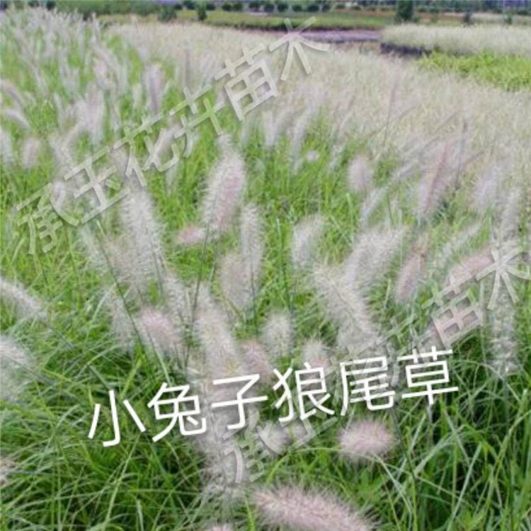 狼尾草常年批发 狼尾草四季草花