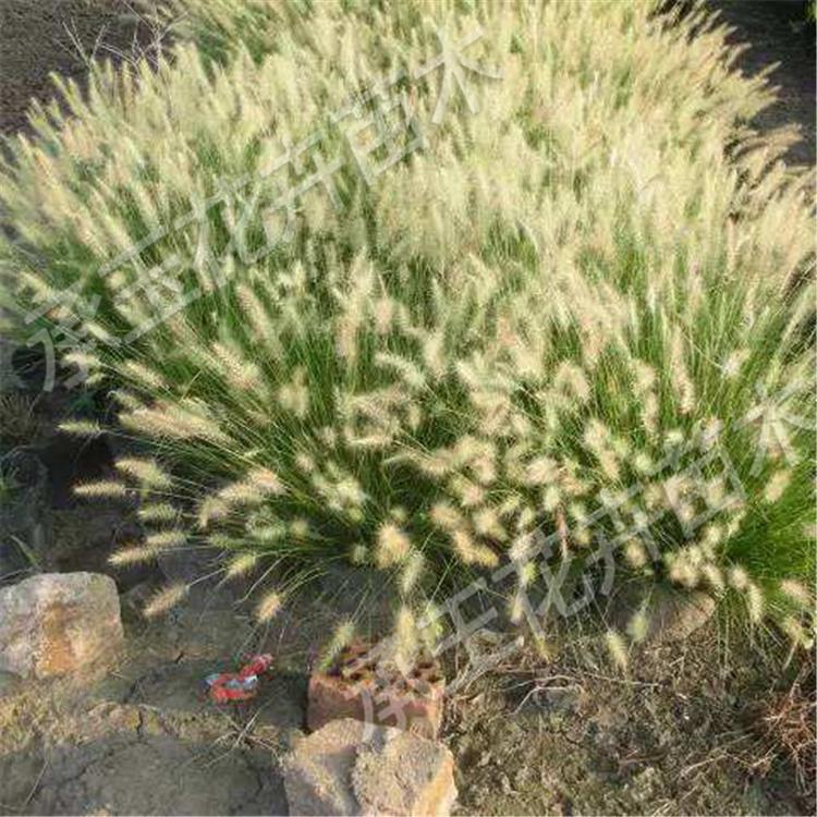 狼尾草现货供应 狼尾草观赏花卉