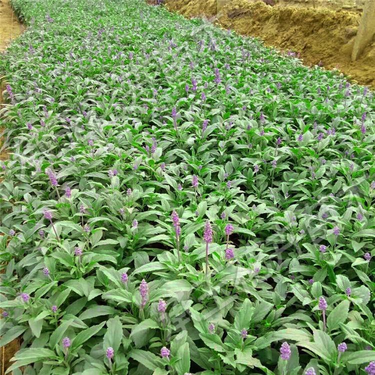 鼠尾草基地批发 鼠尾草时令草花