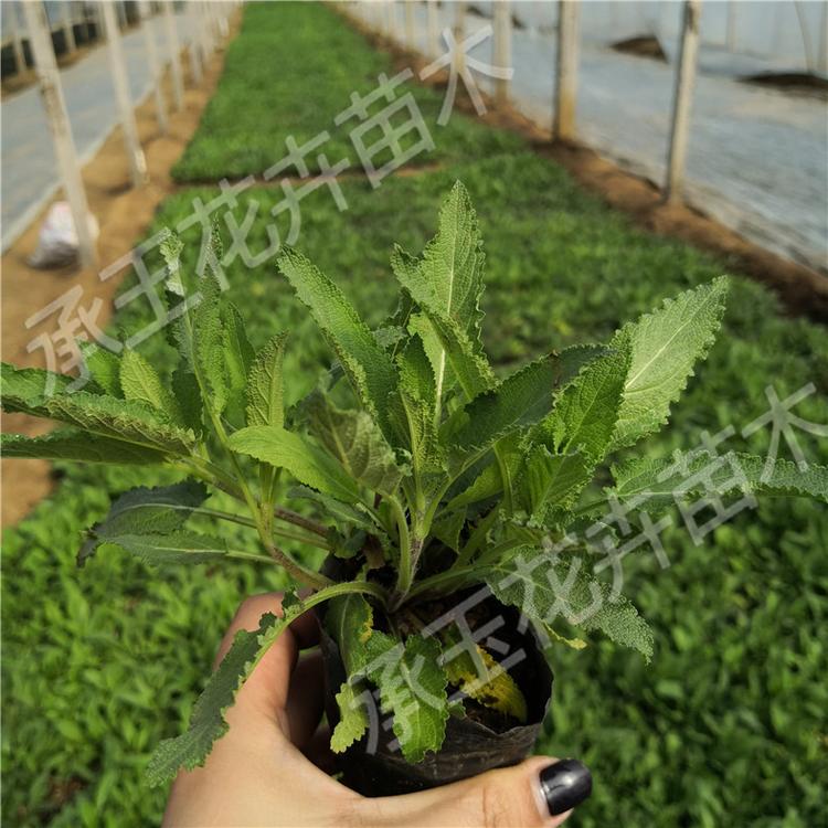 鼠尾草常年批发 鼠尾草阳台用苗