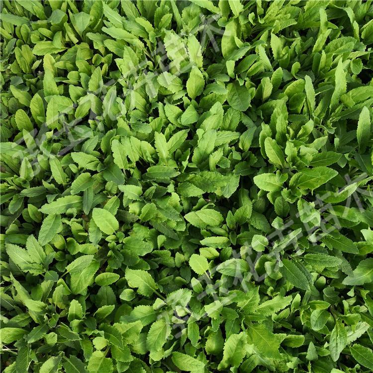 鼠尾草量大从优 鼠尾草宿根草花