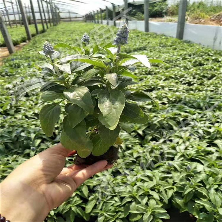 鼠尾草易成活 鼠尾草工程美化