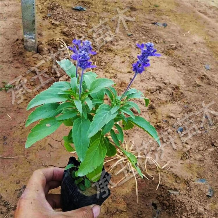 鼠尾草营养杯苗 鼠尾草园林用苗