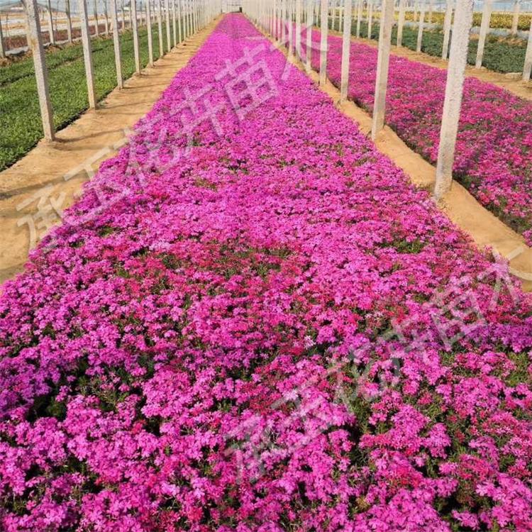 芝樱基地批发 芝樱景区用苗