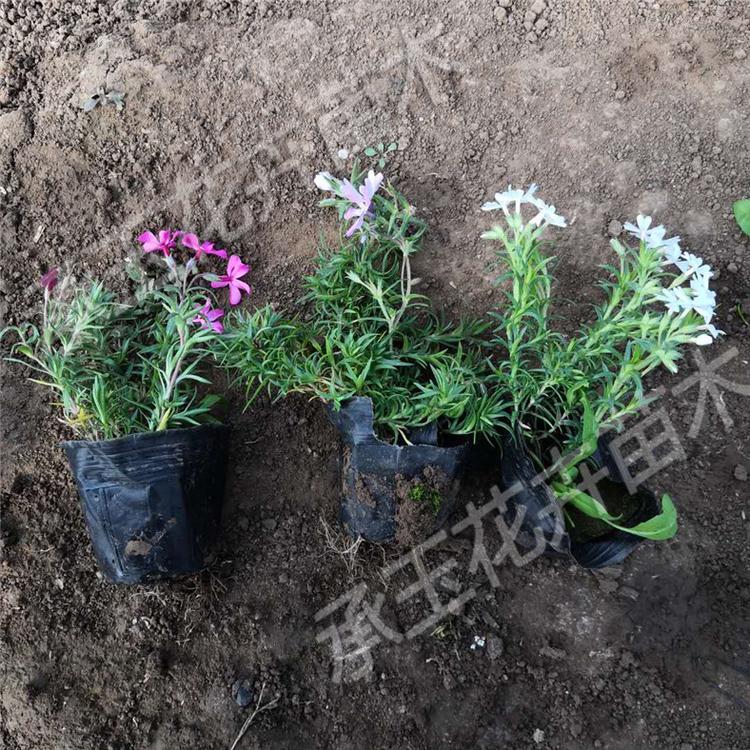 芝樱的价格 芝樱花海草花