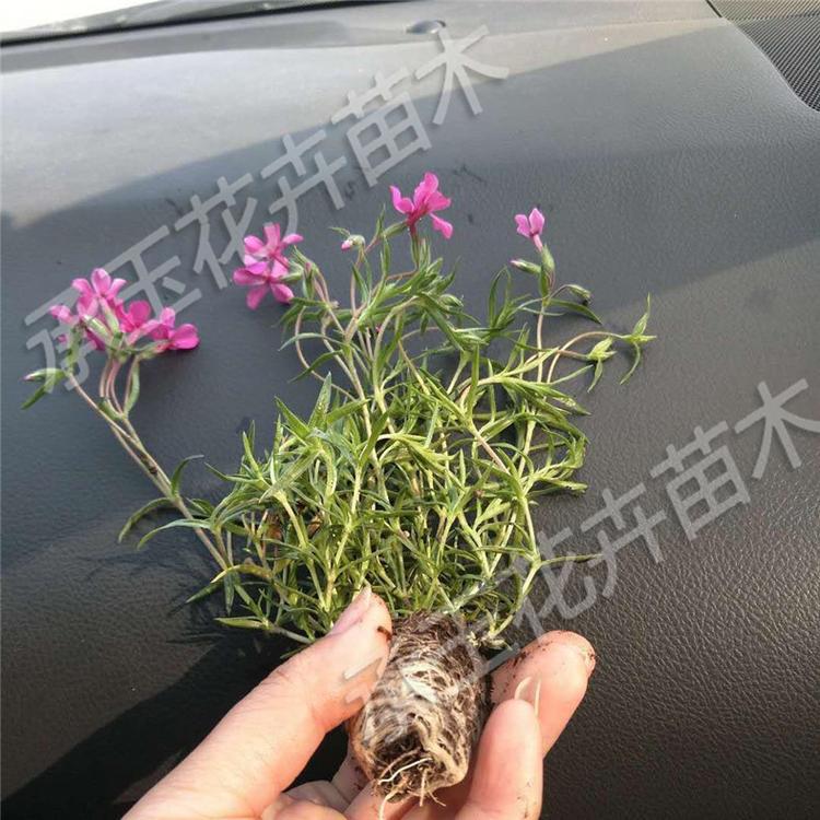 芝樱大量批发 芝樱绿化苗木