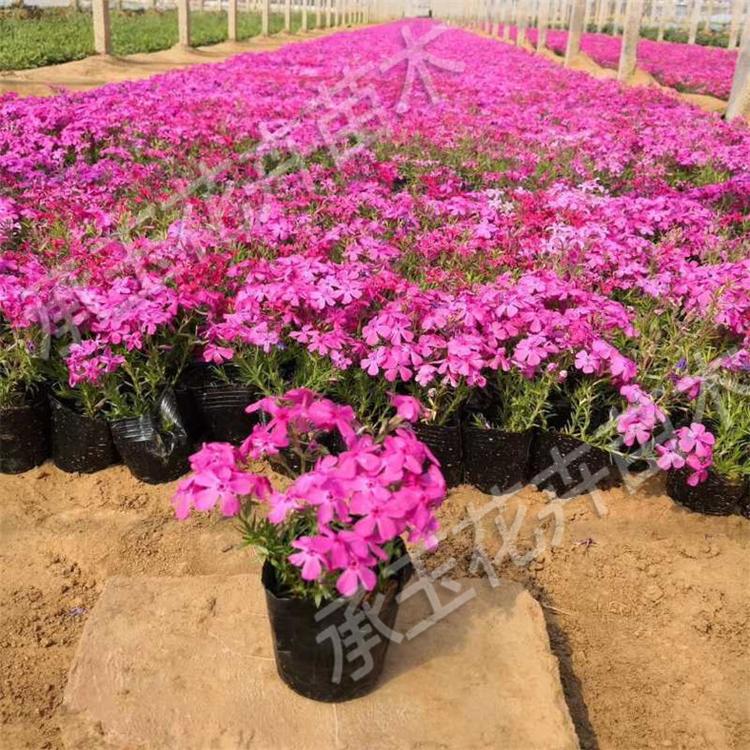 芝樱厂家直销 芝樱花坛用花