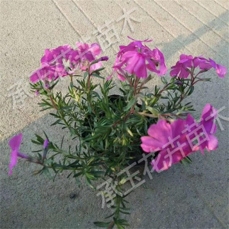 芝樱大量批发 芝樱景观工程苗