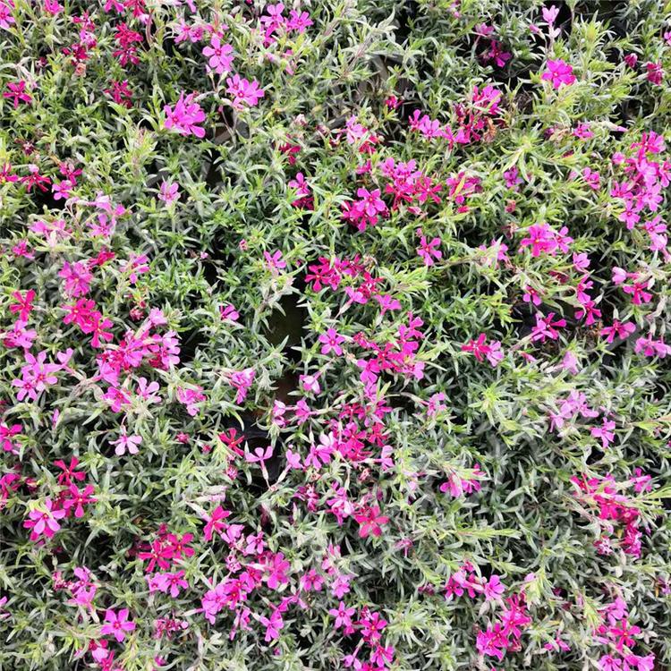 芝樱小苗 芝樱宿根花卉