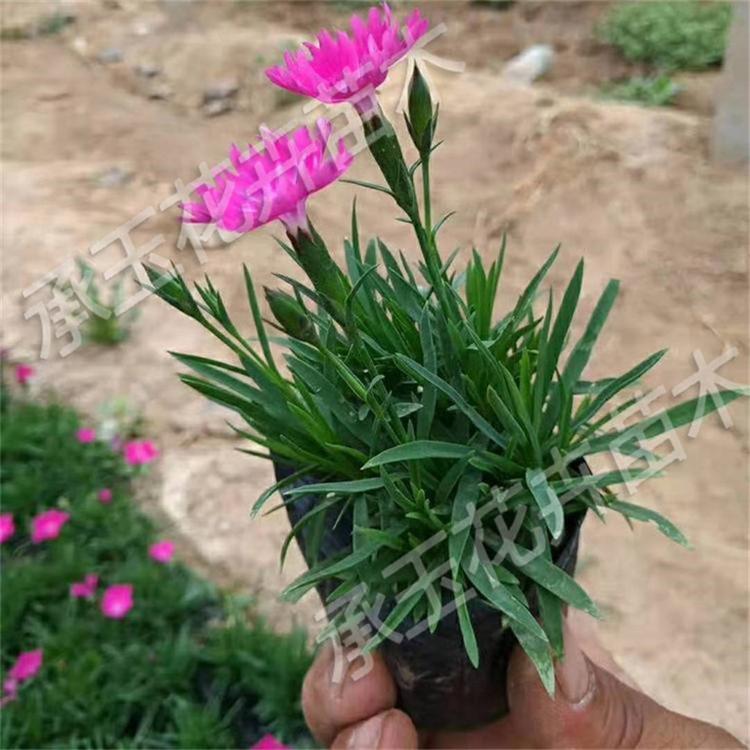 欧石竹小苗 欧石竹生态园用苗