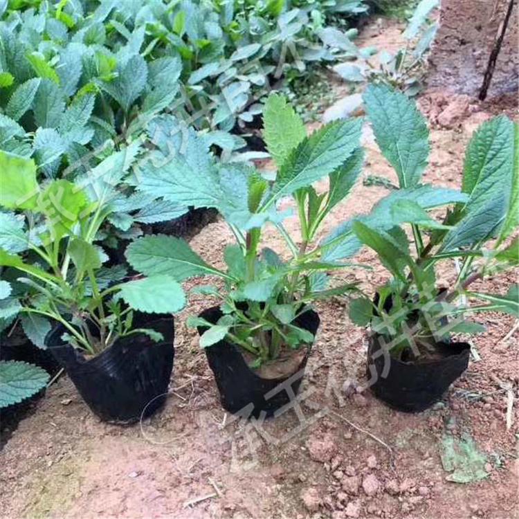 柳叶马鞭草营养杯苗 马鞭草室内花卉