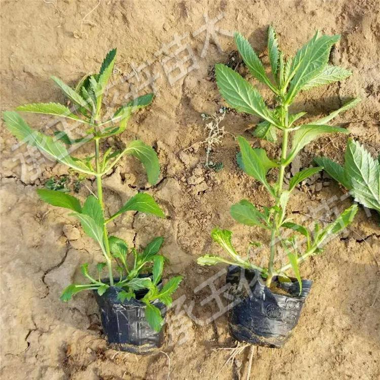 柳叶马鞭草培育基地 马鞭草宿根草花