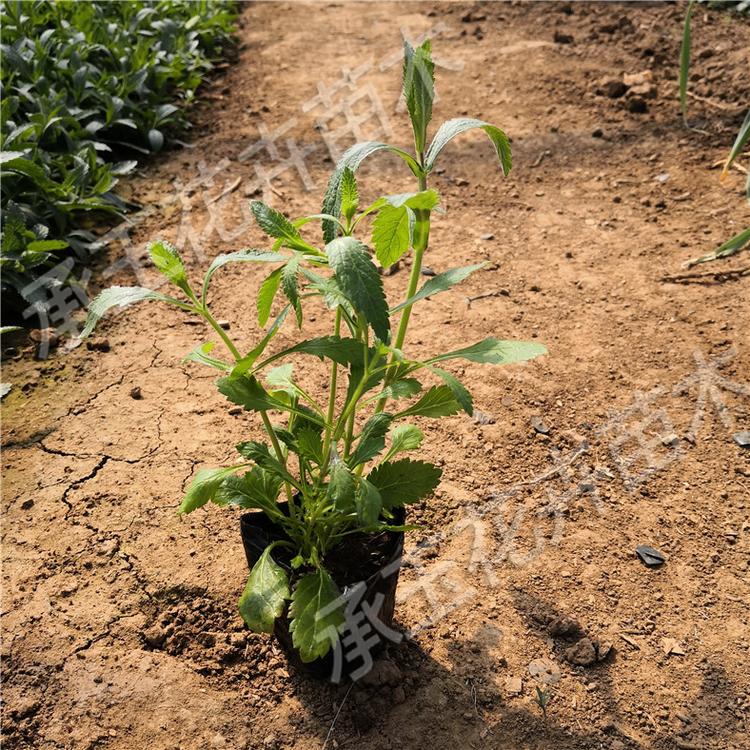 柳叶马鞭草盆栽 马鞭草四季草花