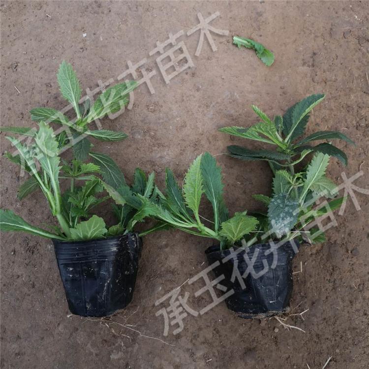 柳叶马鞭草营养杯苗 马鞭草景观花卉