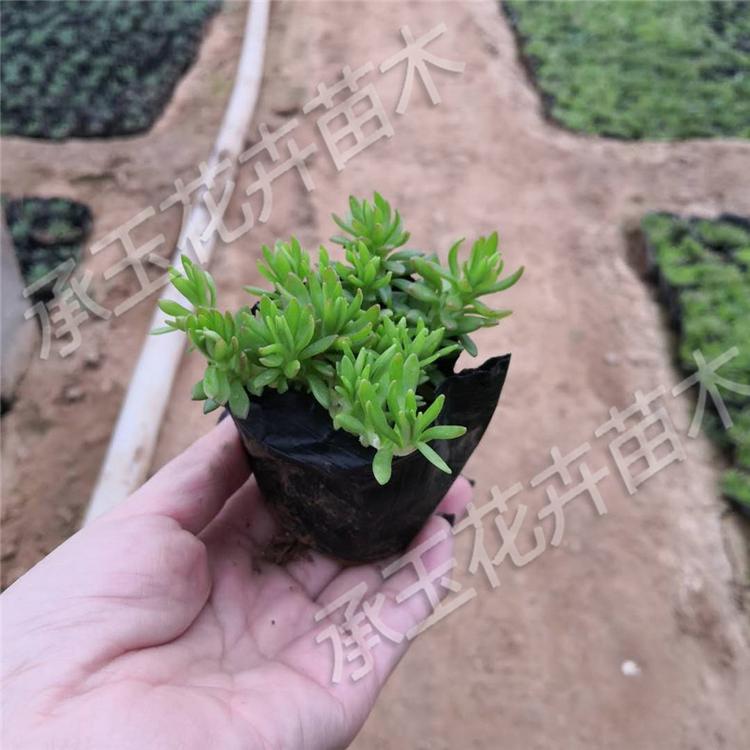 佛甲草营养钵苗 佛甲草时令草花