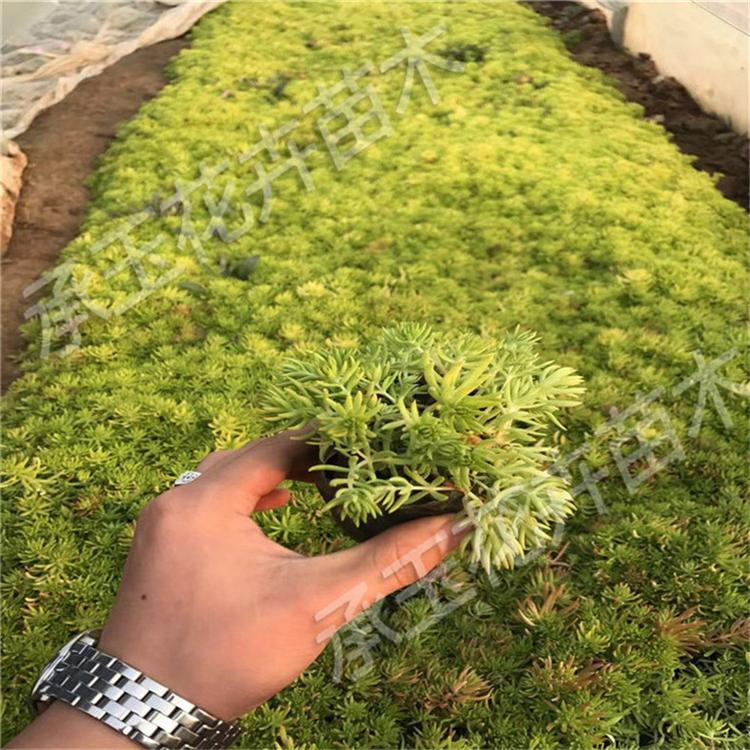 佛甲草营养钵苗 佛甲草宿根草花